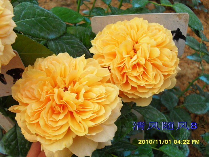 ����ͼͼ (5).jpg