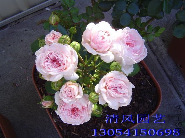 ��������(��������Cinderella rose)(�׵عϹ�Lady GaGa)1.jpg