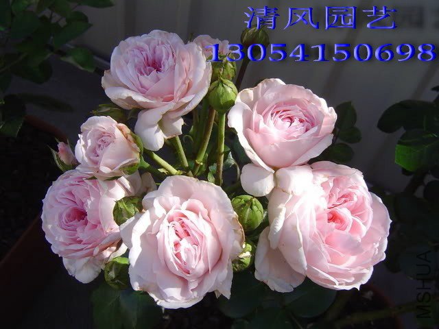 ��������(��������Cinderella rose)(�׵عϹ�Lady GaGa).jpg