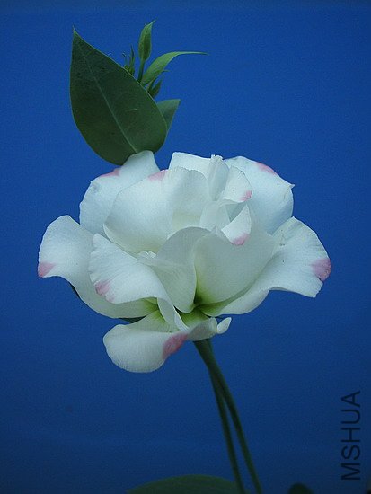 101_8701.jpg