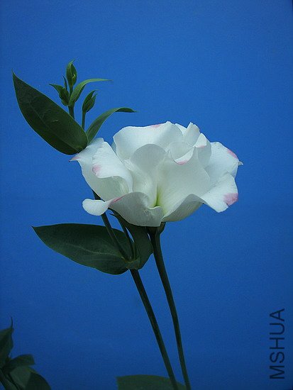 101_8706.jpg