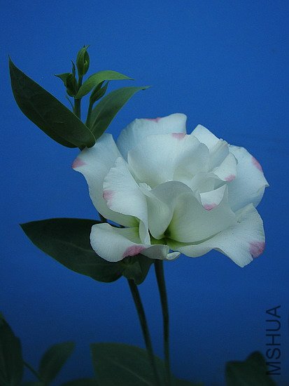 101_8705.jpg