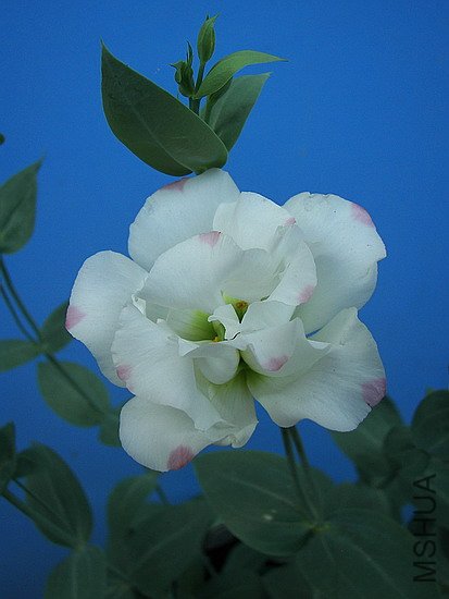 101_8704.jpg