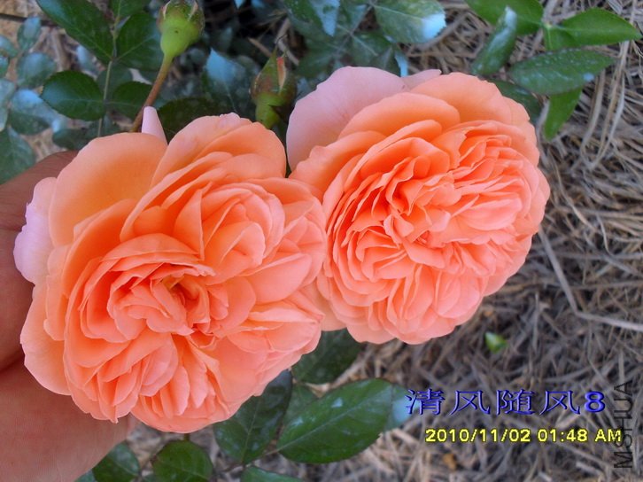 ·��˿�����Ŵģ�Louise clements�� (4).jpg