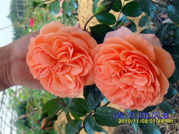 ·��˿�����Ŵģ�Louise clements�� (5).jpg