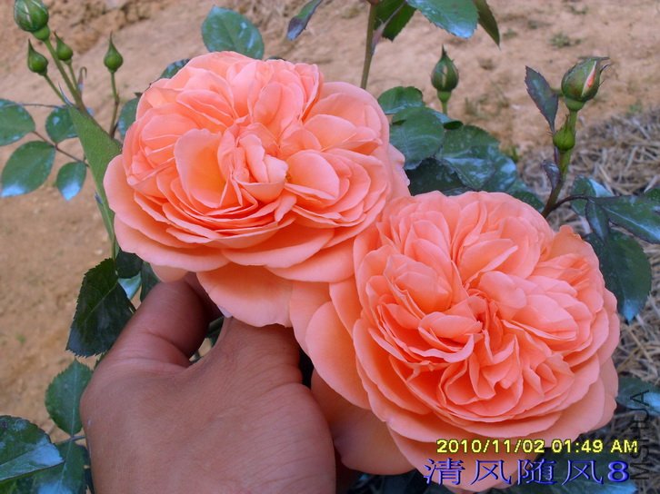 ·��˿�����Ŵģ�Louise clements�� (6).jpg