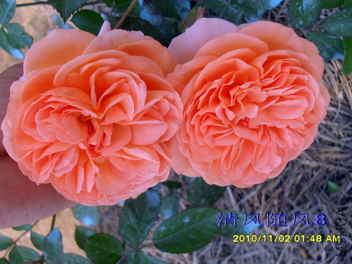 ·��˿�����Ŵģ�Louise clements�� (3).jpg