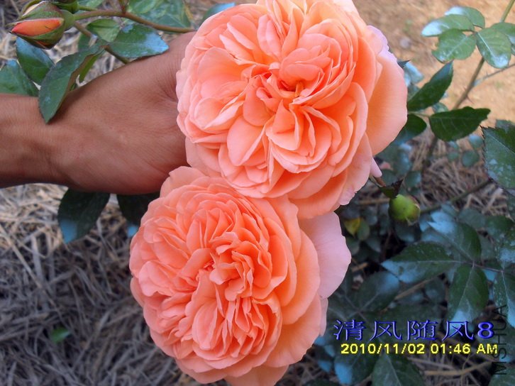 ·��˿�����Ŵģ�Louise clements�� (2).jpg