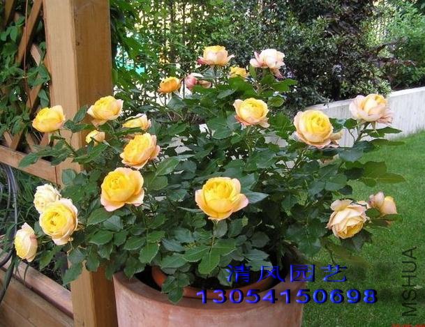 ��������(BABY ROMANTICA) (1).jpg