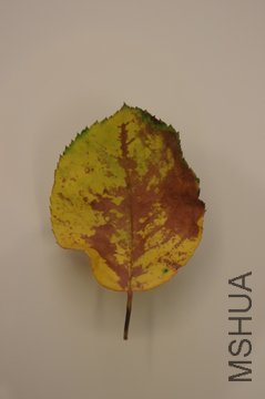 IMGP0875.JPG