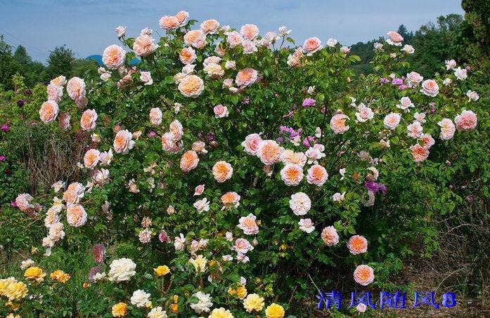 ���ۣ�Oshun��1 (3).jpg