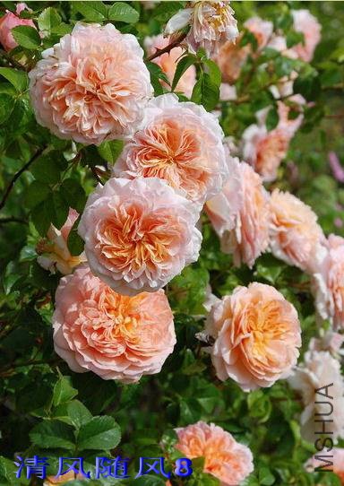 ���ۣ�Oshun��1 (2).jpg