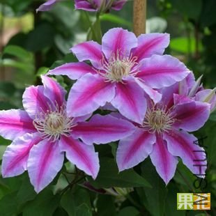 ��׼��³�����ʿ