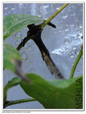 DSC_4693.jpg