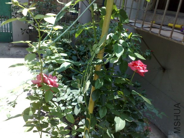 201107032164.jpg