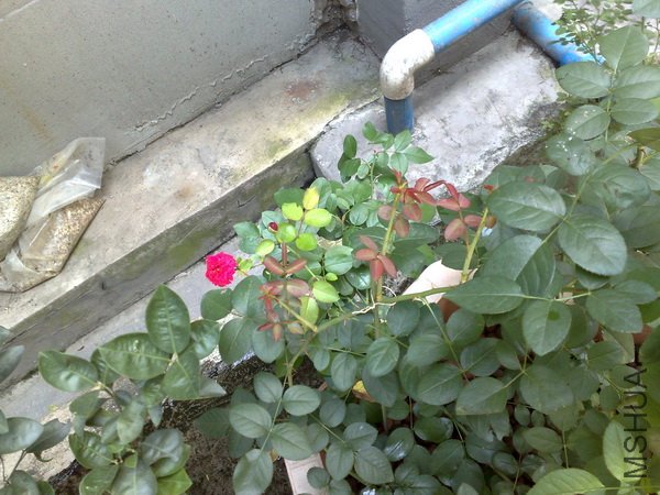 201107032165.jpg