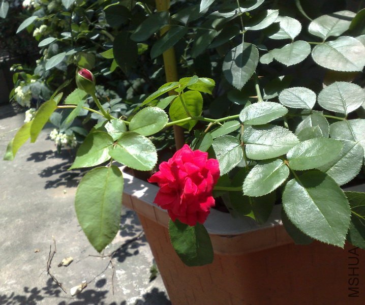 201107032163.jpg