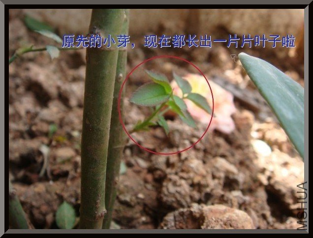 tugai.net.20110704124725.jpg
