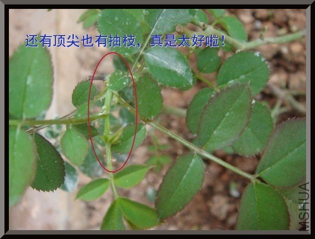 tugai.net.20110704124607.jpg