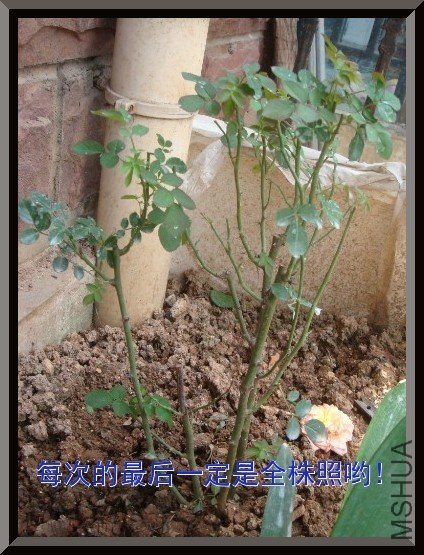 tugai.net.20110704124829.jpg