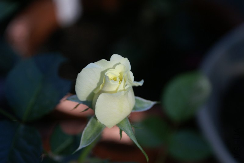 DSC05410_����.jpg