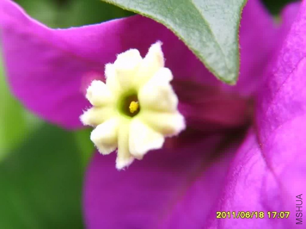 ��ɫ���ǻ�