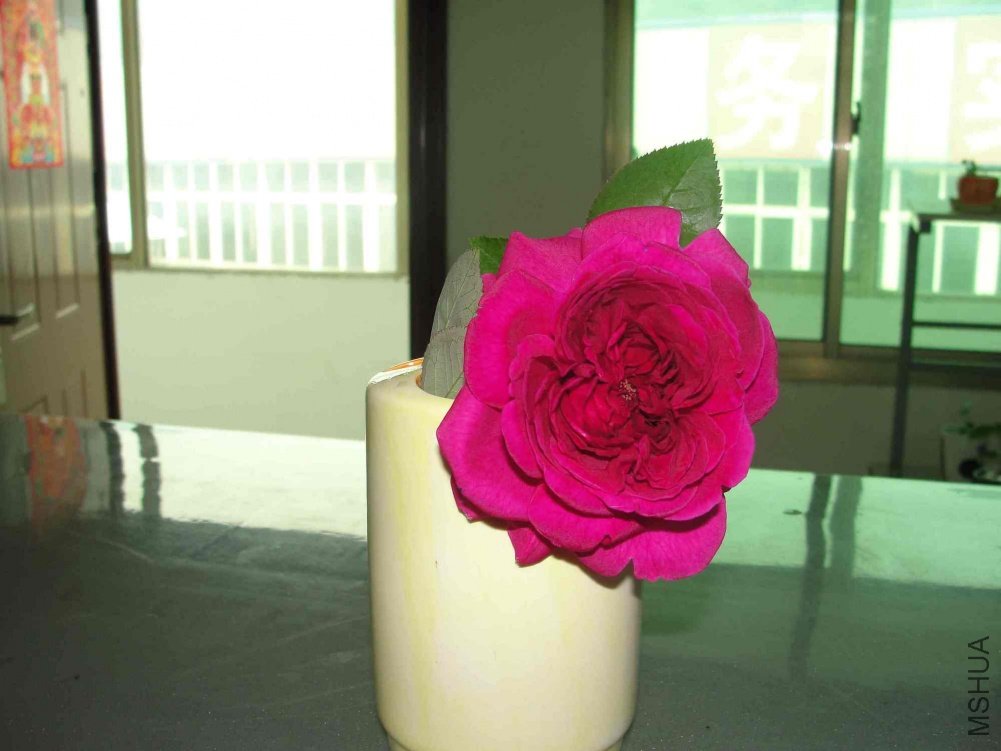 DSC01230.JPG