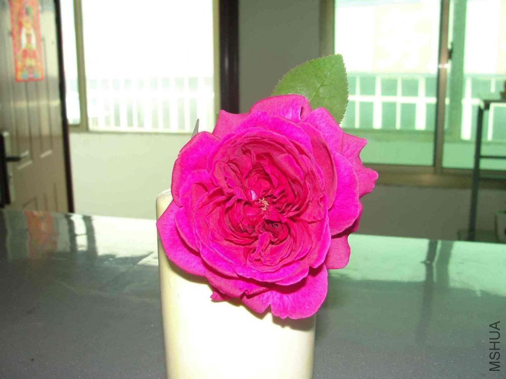 DSC01231.JPG