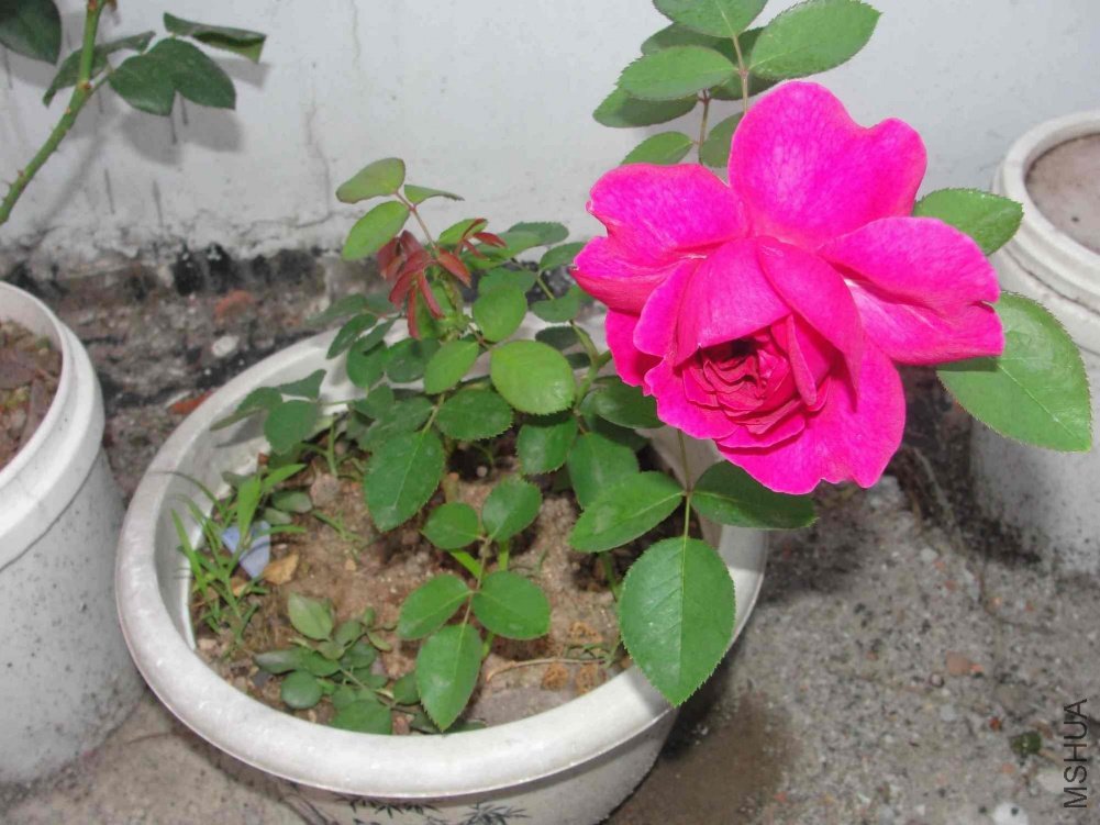 DSC01227.JPG