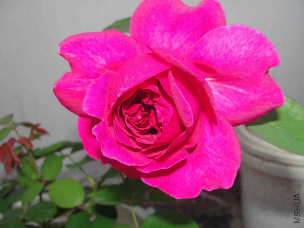 DSC01226.JPG