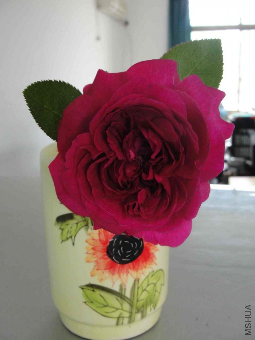 DSC01235.JPG