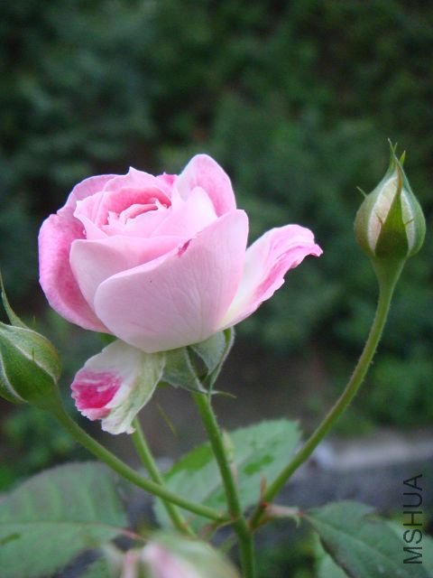 DSC00996A.jpg