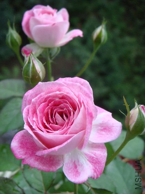 DSC00995A.jpg