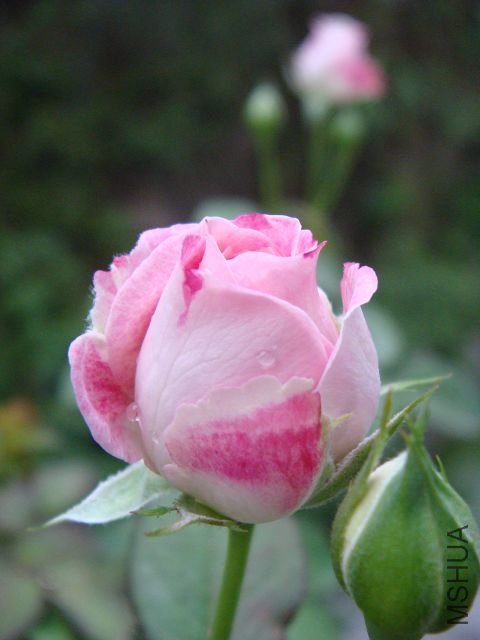 DSC00997A.jpg