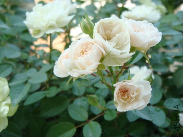 DSC00990A.jpg