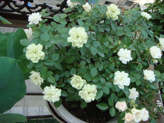 DSC00987A.jpg