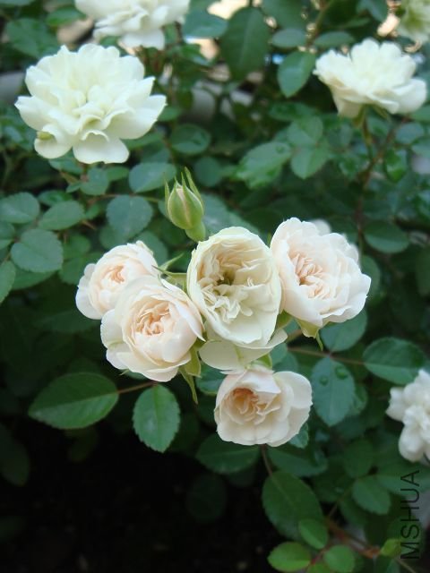 DSC00989A.jpg