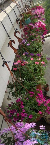 IMG_1103.JPG