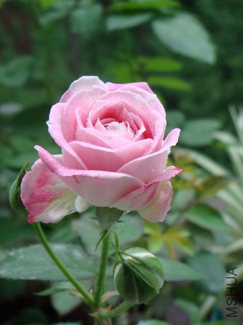 DSC01001A.jpg