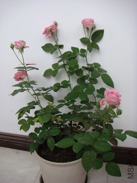DSC01004.JPG