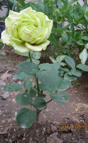 IMG_1501.jpg