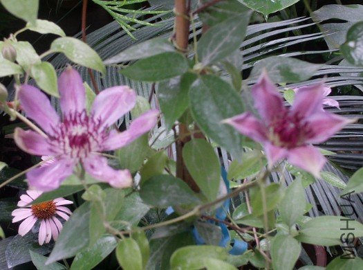 ����³�����ʿ