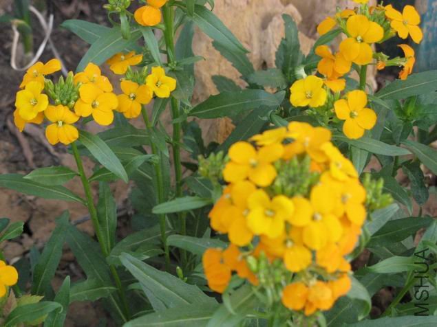 ������С IMG_4847.JPG