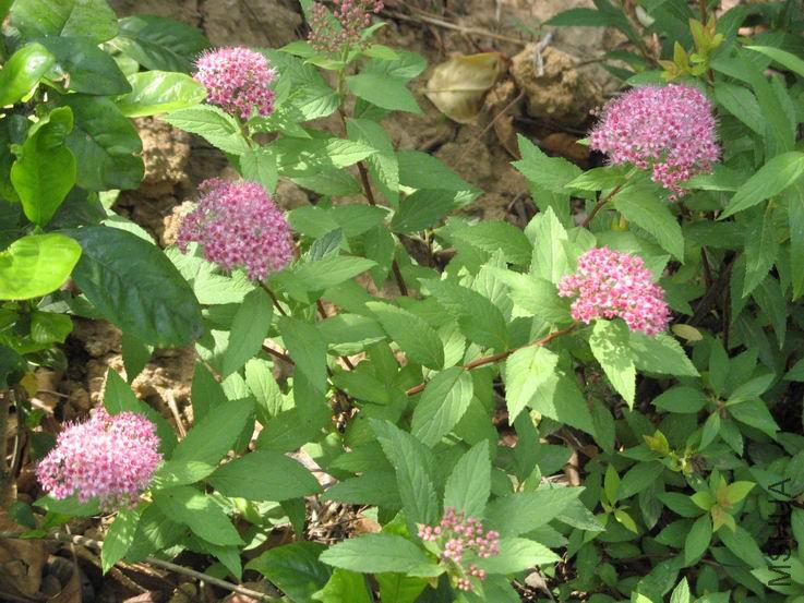 ������С IMG_5660.JPG