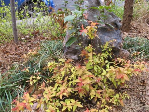 ������С IMG_4479.JPG