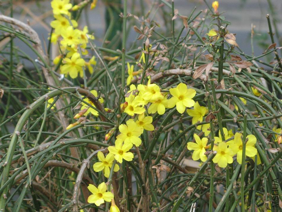 ������С IMG_4308.JPG