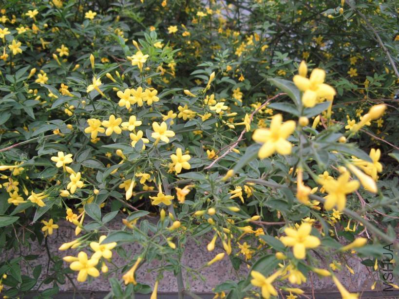 ������С IMG_5923.JPG