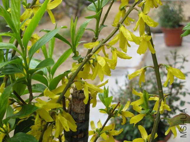 ������С IMG_4443.JPG