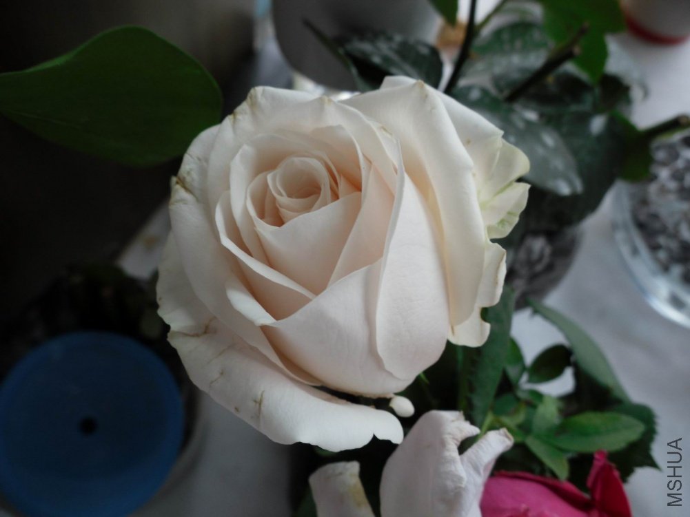 ������С SDC11144.JPG