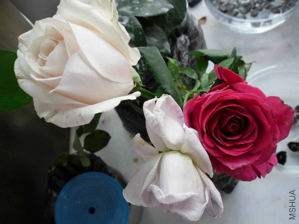 ������С SDC11146.JPG